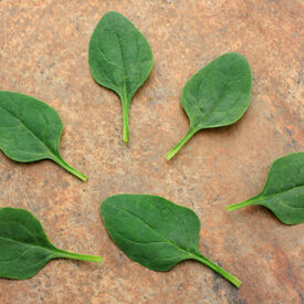 Riverside, (F1) Spinach Seeds